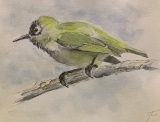 Zoizo vert - Peintures et aquarelles
