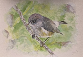 Tec-tec - Peintures et aquarelles