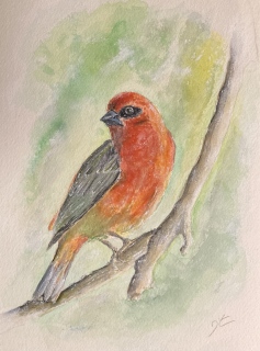 Cardinal - Peintures et aquarelles