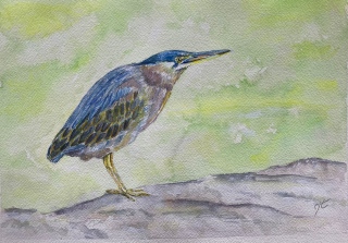 Butor - Peintures et aquarelles